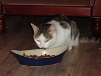 Kattis5