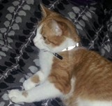 oliver