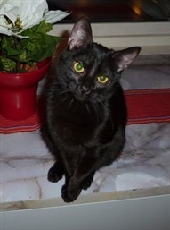 Cissi