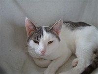 Maja