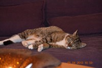 Nala_001