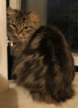 Izabella