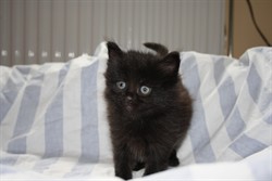 mumin1