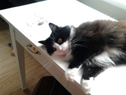 sigrid