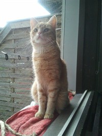 Truls
