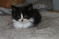 Kit