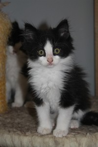 Billy