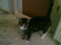 Snutta