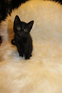 Nala