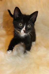 Doris