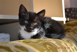Hilda