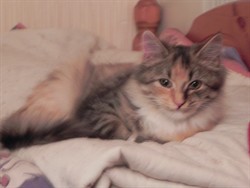 Lisbeth1