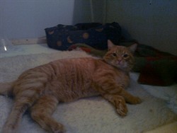 Boris