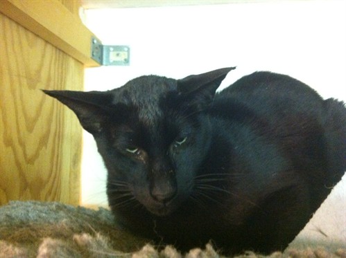Ferdinand