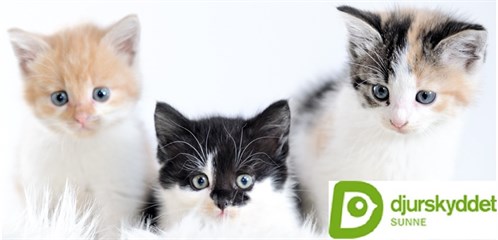 Kattsingar