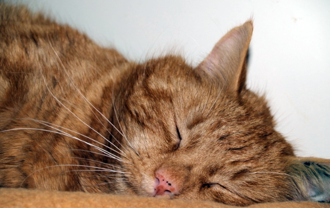 öron kvalster katt