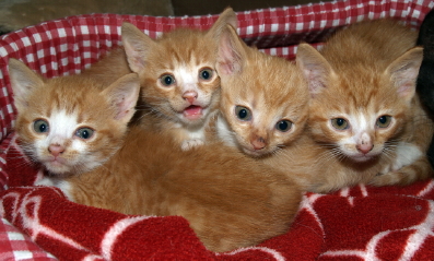 Kattungar 6 1 397