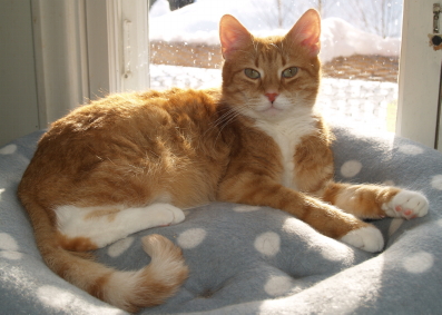 Interio ̈r Katt 4 397