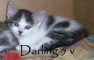 Darling 5 v