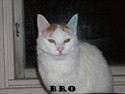 Bro