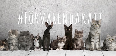 Forvarendakattbild 397