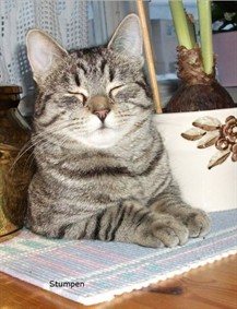 Stumpen