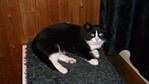 Nelson