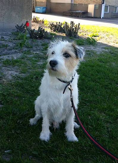 Pixel Hund 397 (1)