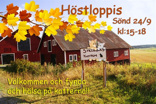Höstloppis 2017