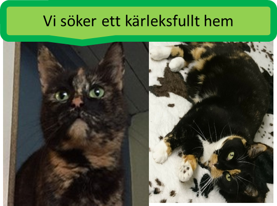 NaomiSoraya_framsida