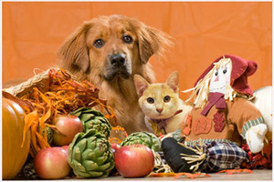 Dog Cat Fall