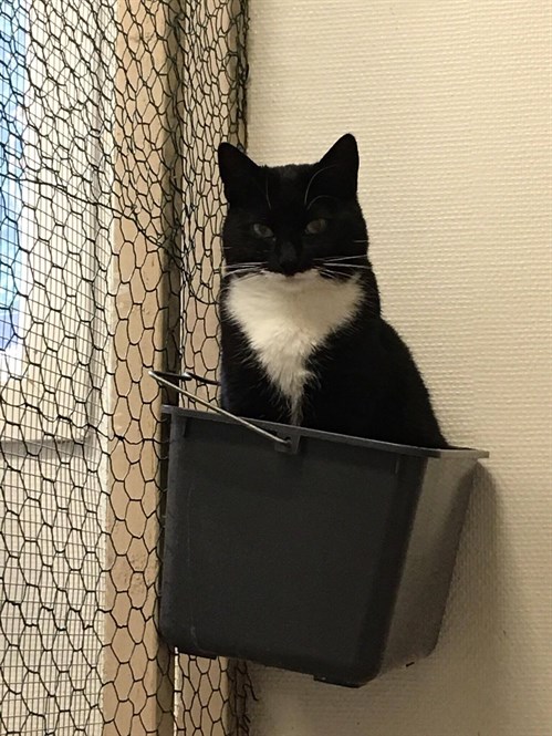 mio