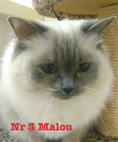 Nr 3 Malou 397