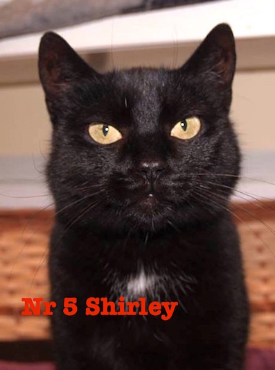 Nr 5 Shirley 397