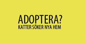 Adoptera Gul 280
