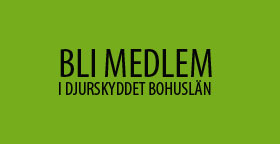 Medlem Gron 280