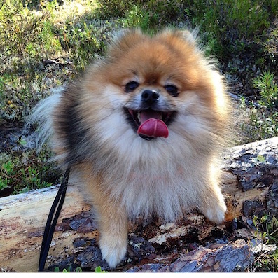 Dagny Hund 397