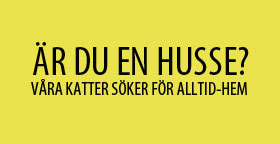 Husse Gul 280