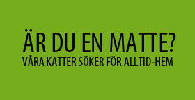 Matte Gron 280