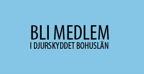 Medlem Mellanbla 280