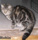 robin2