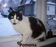 Pomona