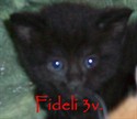 Fideli3v