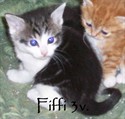 Fiffi3v