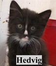 hedvig
