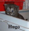 Hugo