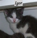 igor