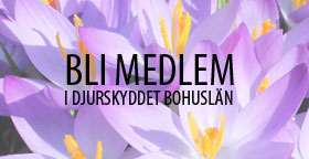 Bli Medlem Krokus