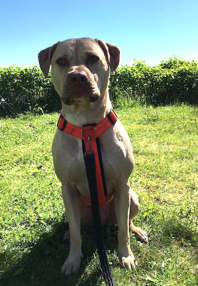 Roland Hund 397