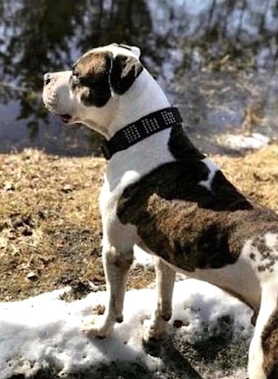 Chico 397